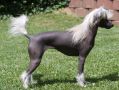 Laureola's Kiss me Quick Chinese Crested