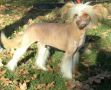 Hairicane Pup Chinese Crested