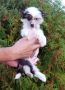 Perl Magic Pandora Chinese Crested