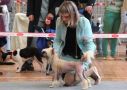 Zheneva-Debjut  Top Chance Chinese Crested