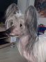 Tramp Little Charmings Chinese Crested