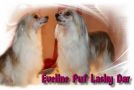 Eveline Puf Lasky Dar Chinese Crested