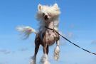 Crazy Little Diamond Honey-Honey Chinese Crested