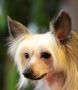 Joyau Sealsa Chinese Crested