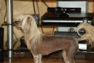 Caramel Gold Anet Chinese Crested