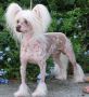 LoveJoy's Cloud Buster  Chinese Crested