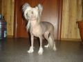 Shensi Chinese Crested