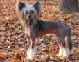 Del Terro Perros Roksi Chinese Crested