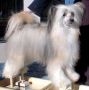 Kotickee's Cappuccino Deluxe Chinese Crested