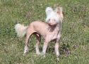 Vdr Red Lotus Of The Mekong Chinese Crested