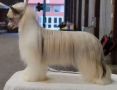 Mountain Meadows Breath Of Fresh Heir Chinese Crested