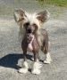 Zanevi's Hufsa Chinese Crested