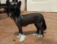 Zelendaya a black pearl Chinese Crested