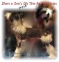 CH Zhen N Zen's Oh The Poshibilities Chinese Crested