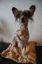 Asterix Chinese Crested