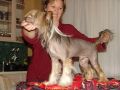 Vivat Sanraiz Viking Chinese Crested