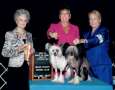Gch Bcnu Cruisin' The Big Easy Som Chinese Crested