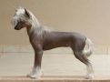 Hampton Court's Misty Girl at Legend Chinese Crested