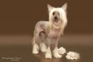 Irgen Gold Valentinka Chinese Crested