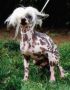 Ling-Chao Lee du Domaine des Perles Noires Chinese Crested