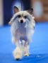Ch.Sol'tanto Showman Chinese Crested