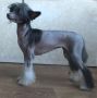 Rugen Miko Devil Beauty Chinese Crested