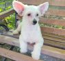 Miniatura Club Right Choice Chinese Crested