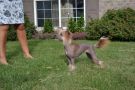 Dee Kay N Risin Star Destiny's Child Chinese Crested