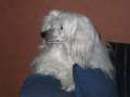 Twice As Nice Divine Destiny Chinese Crested
