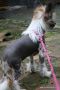 Doucai's  Scrumptious Buns Chinese Crested