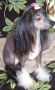 Staging A Dream N'Co. Chinese Crested