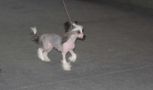 Inessa Chinese Crested
