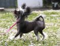 Dndhli Jazzle Lady Glee Chinese Crested