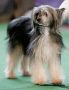 Frencis Cechovo kvtko Chinese Crested