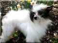Vicary Fire and Ice Chinese Crested