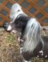 Zucci's Love Triangle Chinese Crested