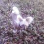 Azimuth Spottrd Swiss Design Chinese Crested