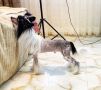 Muso Grazioso Heart Shaped Box Chinese Crested