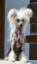 Victory's Laurel Now Or Never Chinese Crested