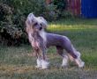 Fabulous Dogs Favorite Girl Chinese Crested