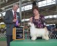 GCH Sondrarose LeatherNLace of Kylin DOM-DOD Clear/Normal Chinese Crested