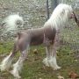 Show'NTell's Great White Tundra HL Chinese Crested