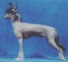 De Majodian X-files Chinese Crested