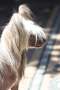 cillette little champs Chinese Crested