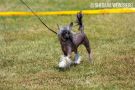 Obereg Dushi Celebrity Shine Chinese Crested