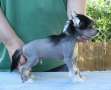 Zhannel's Pokerface Chinese Crested