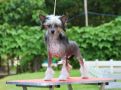 Lapinus China Doll Chinese Crested