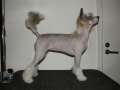 Dare to be Always on Top Chinese Crested