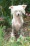 cazianik white orchid For Doucai Chinese Crested