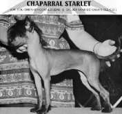 Chaparral Starlet